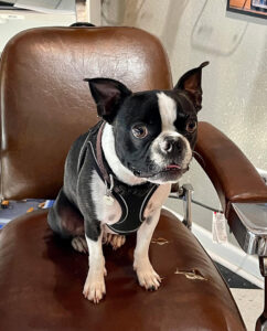 Cute dog sitting in plumbing office. 